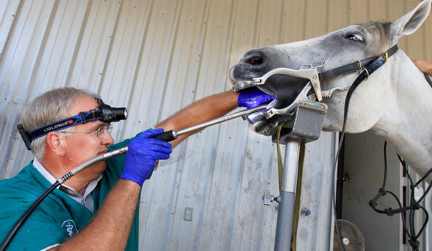 equine dental care